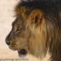 Kalahari King