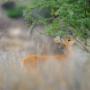Steenbok Feeding