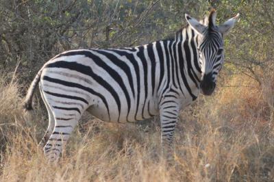 Zebra