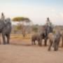 Pilanesberg Elephant Back Safari