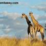 African Safari Tours