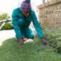 weed removal