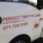 Perfect Tree Felling