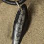 Orthoceras Necklaces