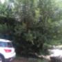 Tree felling