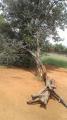We specialize in tree cutting Trimming Topping Site clearing Bush clearing Rubble removal Quote free