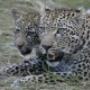 The big cats