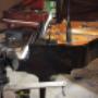 Piano Recital