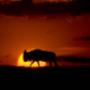 Sunset in Lake Nakuru