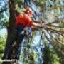 Tree felling