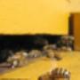Pintos Bee Removals Durban