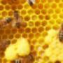Pintos Bee Removals Durban
