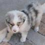 Australian Shepherd Puppy