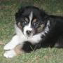Australian Shepherd Puppy