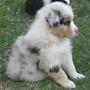 Australian Shepherd Puppy