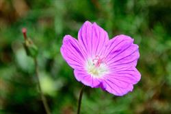 Pretoria Botaniese Tuin