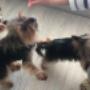 Uploaded by visitor on 2017/10/13