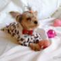 Uploaded by visitor on 2017/10/13 - yorkie clothing