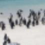 Penguin Colony