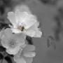 Black and White Website Design