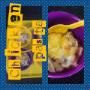 Freshly prepared wholesome meals