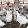 broilers