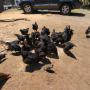free range