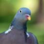 Uploaded by visitor on 2018/01/19 - Bird Control
