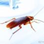 Uploaded by visitor on 2018/01/19 - Cockroach Control
