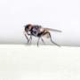 Uploaded by visitor on 2018/01/19 - Fly Control
