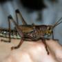 Uploaded by visitor on 2018/01/19 - Grasshopper Control