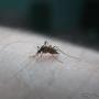 Uploaded by visitor on 2018/01/19 - Insect Control