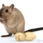 Uploaded by visitor on 2018/01/19 - Rodent Control