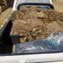 Delivery Kikuyi Grass