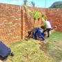 Planting Kikuyi Grass