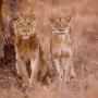 Botswana 1