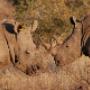 Kruger Park 1