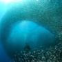Sardine Run 1