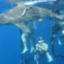 Shark Gage Diving 1