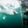 Shark Gage Diving 2