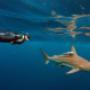 Wonderful peaceful moment between human and shark