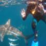 look mom! cageless shark snorkeling
