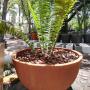 The Pot Shack - Garden Pots - Cycad Planter