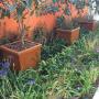 The Pot Shack - Garden pots - Carrington