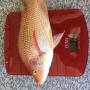 Uploaded by visitor on 2018/04/25 - http://www.randrfishfarm.com