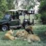 Kruger game drive