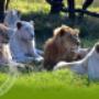 Attractions in Durban - Zulu Safaris