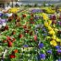 The widest and highest quality range of plants for every season and every garden.