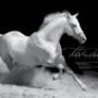 Lipizzaners Magazine Spread 2