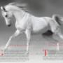 Next Lipizzaners Magazine Spread
